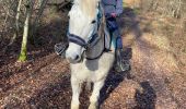 Trail Horseback riding Saint-Martin - Dimanche 25 février 24 aller - Photo 4