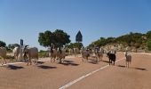 Percorso A piedi Dorgali - Sa Portiscra-Cala Luna - Photo 5