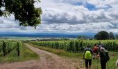 Tour Wandern Mittelweier - ARCA Mittelwihr - Photo 4