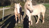 Tocht Stappen Flassans-sur-Issole - Flassans Sur Issole le lac Redon - Photo 1