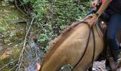 Trail Horseback riding Roybon - Roybon  - Photo 1