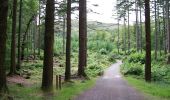 Percorso A piedi Sconosciuto - Tollymore Forest - The Drinns Trail - Photo 8