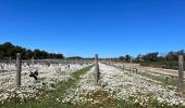 Tocht  Bormes-les-Mimosas - Barrage Trapan plage Pellerin - Photo 1