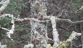 Trail Walking Malmedy - cascade du bayon  - rando malmedy 1 - Bambi rouge  - Photo 4