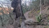 Trail Walking Les Mées - les pénitents et leur forêt domaniale - Photo 8