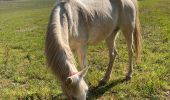 Trail Horseback riding Raon-l'Étape - Claude yogo tiboy Vispa  - Photo 4