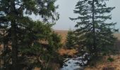 Trail Walking Waimes - CANI-RANDO TOUR ( boucle les caillebotis de la fagne wallonne) - Photo 12