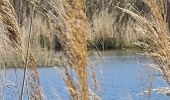 Tocht Stappen Fréjus - etangs de villepey et collines - Photo 15