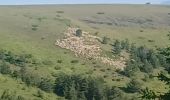 Tour Wandern Auzet - AUZET. COL DE LA PINEE . LE MARZENC . N . O L - Photo 10