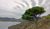 Randonnée Marche Port-Vendres - anse des paulliles - cap bear via les vignes retour par le chemin côtier - Photo 5