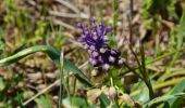 Trail Walking La Valette-du-Var - SityTrail - Le tour du coudon - Photo 5