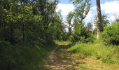 Randonnée Marche Rethondes - en forêt de Laigue_8_06_2020_les Routes des Bonshommes, de la Trouée des Bonhommes_Route forestière de Sainte-Croix - Photo 5