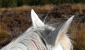 Trail Horseback riding Moussey - fady col de praye  - Photo 1