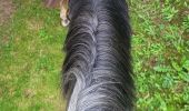 Trail Horseback riding Compreignac - saint pardoux - Photo 1