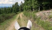 Trail Horseback riding Ban-sur-Meurthe-Clefcy - Reconnaissance chez Delphine fraize  - Photo 9
