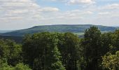 Percorso A piedi Gutsbezirk Kaufunger Wald - Kaufunger Wald, Rundweg 11 - Steinberg - Photo 6