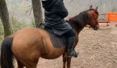 Trail Horseback riding Métairies-Saint-Quirin - Tiboy tivio  - Photo 1