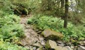 Tour Wandern Sulzern - lac vert, lac du forlet - Photo 1