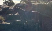 Trail Horseback riding Goxwiller - Mont saint Odile cva tryggur  - Photo 6