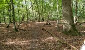 Percorso Marcia Chamarande - Forêt Départementale du Belvédère à Chamarande - Photo 3