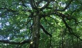 Tocht Stappen Les Plans - Forêt domaniale d'Escandorgue par Roqueredonde et l'Engayresque - Photo 10