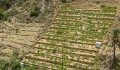 Tour Wandern Vallehermoso - Valdemosso La Gomera - Photo 3