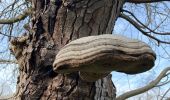 Tour Wandern Le Chesnay-Rocquencourt - Arboretum de Chevreloup - Photo 11