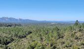 Trail Walking Puget-sur-Argens - lieutenante Beaumeruine - Photo 2