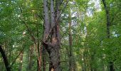 Randonnée Marche Laines-aux-Bois - Laines Aux Bois - Photo 4