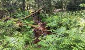 Trail Walking Jalhay - mon 8 de la statte  - Photo 12