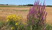 Trail Walking Antogny-le-Tillac - Antogny-le-Tillac - GR48 les Ormes AM - 17.4km 180m 3h50 (45mn) - 2024 07 18 - Photo 9