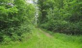 Percorso A piedi Compiègne - en forêt de Compiègne_34_autour du Buissonnet et du Berne - Photo 19