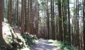 Percorso A piedi Sconosciuto - Rostrevor Forest - Slievebane Trail - Photo 2