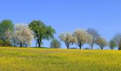 Tocht Te voet Onbekend - WaldZeit - Photo 4