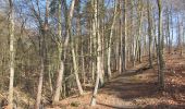 Tour Zu Fuß Blankenberg - Naturlehrpfad 