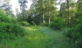 Trail Walking Villers-Cotterêts - en forêt de Retz_85_le Buisson de la Queue d'Ham - Photo 9