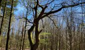 Tour Wandern Gedinne - Willerzie 190425 - Photo 5