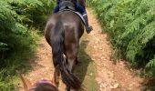 Trail Horseback riding Montsauche-les-Settons - Tracé cimetière militaire stèle  - Photo 3