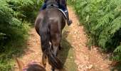 Trail Horseback riding Montsauche-les-Settons - Tracé cimetière militaire stèle  - Photo 3