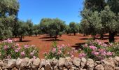 Trail Walking Ostuni - Ostini  - Photo 7