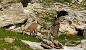 Tocht Stappen Aussois - Aussois à Peclet - Photo 13