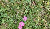 Tour Wandern Moulinet - Col de Turini  - Photo 2