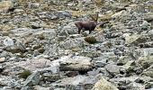 Trail  Laval-en-Belledonne - Tour du pic du pin - Photo 10