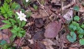 Tocht Stappen Stoumont - chevron ( promenade de la chapelle ) - Photo 14