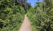 Tocht Stappen Stavelot - Promenade du point de vue de Ster  - Photo 8