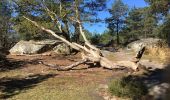 Trail Walking Fontainebleau - Fontainebleau, Gorges du Houx et Gorges de Franchard - Photo 15