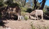 Trail Walking La Garde-Freinet - LA GARDE FREINET - PATRIMOINE DES MOULINS ET CHAPELLES - Photo 15