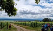 Tour Wandern Mittelweier - ARCA Mittelwihr - Photo 5