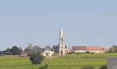 Tocht Stappen Pouilly-sur-Loire - Pouilly sur loire 58:rando dans les Vignes  - Photo 12