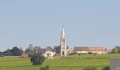 Tour Wandern Pouilly-sur-Loire - Pouilly sur loire 58:rando dans les Vignes  - Photo 12